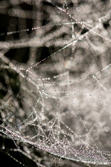 Cobweb with dew, abstract background