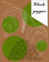 Black pepper vector illustration. Package concept.