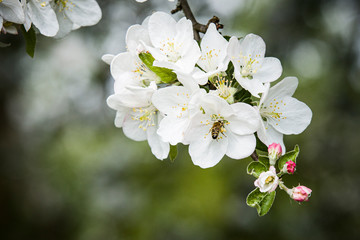 Apfelblüte am Bodensee im Frühling