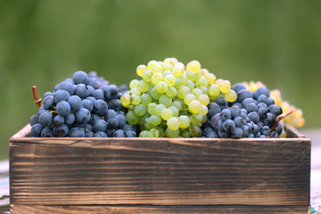 Sweet grape harvest on wooden table in box