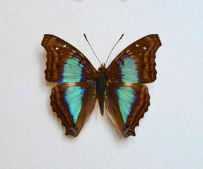 Butterfly Doxocopa cherubina