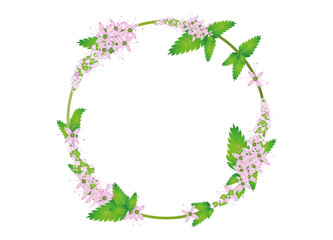 frische Minze Blätter und Minze Blüten als Rahmen
