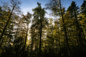 Fototapeta premium trees in the forest