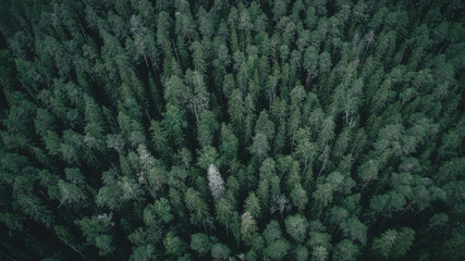 Aerial view of forest with green dark trees. Mixed deciduous and coniferous forest. Beautiful fall scenery.