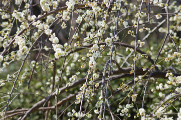 Scientific name is Prunus mume.English name is Japanese apricot.