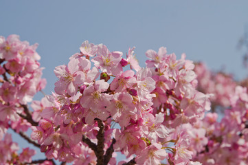The cherry blossoms in the park are in full bloom.
