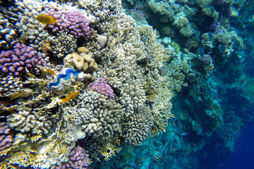 Naklejka na ściany i meble Underwater view of a healthy coral reef in the Red  Sea. Egypt