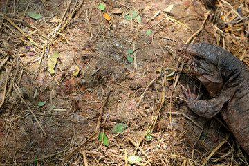 Tegu red lizard from Argentina on ground - Image
