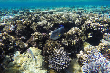 Naklejka na ściany i meble SOHAL SURGEONFISH (ACANTHURUS SOHAL) on beautiful coral reef. Sharm El Sheikh, EGYPT