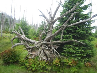 Obraz premium Tree roots of a fallen tree in Bavaria, Germany, during summer time