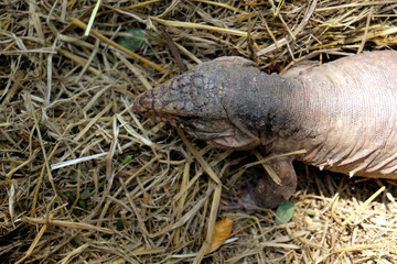 Tegu red lizard from Argentina on ground - Image
