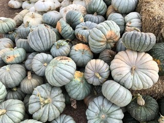 Pile of pumpkins for sale at the market near Longmont, Colorado