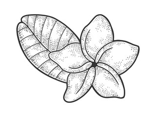 Plumeria flower sketch engraving vector illustration. T-shirt apparel print design. Scratch board imitation. Black and white hand drawn image.