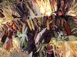 Indian types of corn at a market near Boulder in Colorado
