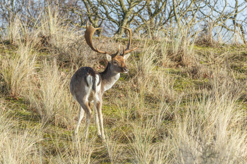 Male fallow deer, Dama dama, in Amsterdamse Waterleidingduinen  with raised head looking at camera and with fully grown antlers