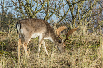 Naklejka na ściany i meble Male fallow deer, Dama dama, mosses grazing in Amsterdamse Waterleidingduinen with head low to the ground with fully grown antlers