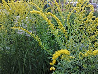 yellow flowers on the flowerbed