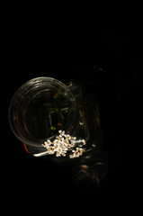 glass jar with a flower on a black background. minimalism concept