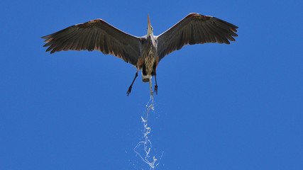 great blue heron flying and urinating in the area of Longmont, Colorado