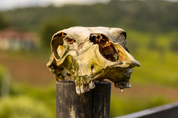 ox skull on a fence on the farm