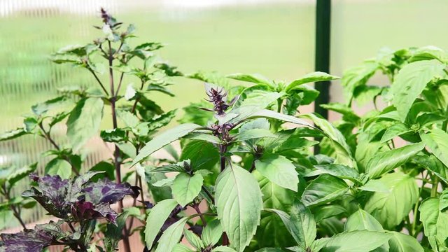 green leaves Basil close - up growing organic plants. Ocimum basilicum