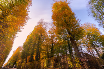 autumn in the forest