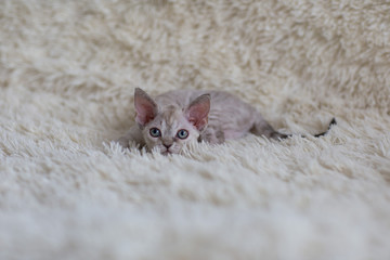 kitten devonrex lies on a blanket 