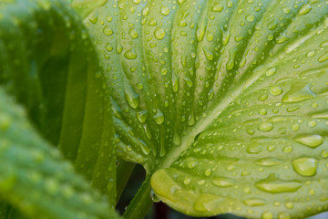 hoja verde con gotas de agua cayendo sobre ella.