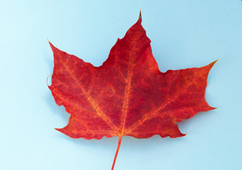 red maple leaf on a blue background. View from above. copy space - 374123221