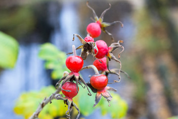 Ripe, red dog-rose fruit on a bush branch. Medicinal plant - 374123286