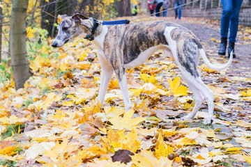 A dog of the whippet on a walk in the park on nature against a autumn trees background in a  sunny day. Portrait, close-up - 374123401