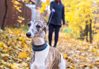 A dog of the whippet on a walk in the park on nature against a autumn trees background in a  sunny day. Portrait, close-up - 374123448