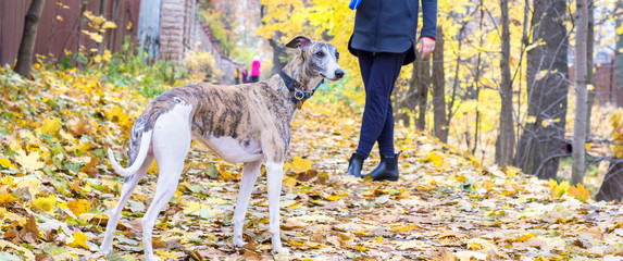 A dog of the whippet on a walk in the park on nature against a autumn trees background in a  sunny day. Portrait, close-up - 374123486