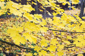 Yellow maple leaf as an autumn symbol. Autumn natural background - 374123637