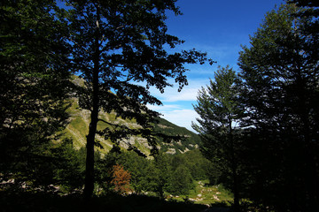 Paesaggio estivo di montagna nell’Appennino modenese; veduta tra sentieri, boschi di faggio, fiori ed erbe spontanee, rocce