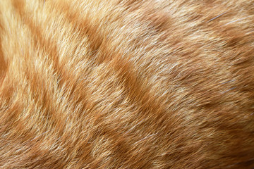 Ginger cat fur texture background. - Powered by Adobe