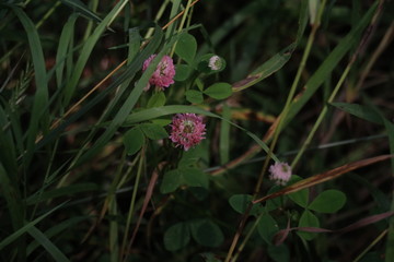 A close up of a flower