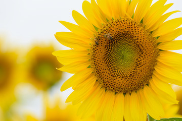 Naklejka premium Sunflower blossom close up and honey bees