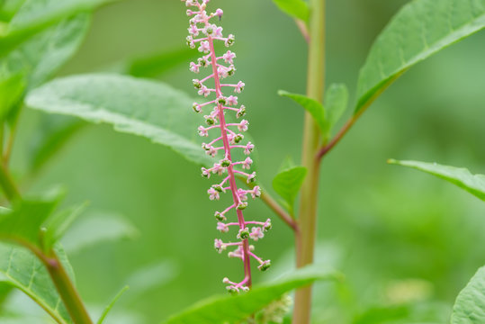 Flower of Pokeweed berries, American pokeweed