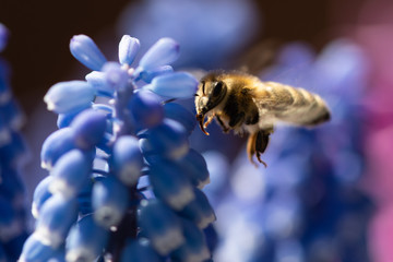 Flying bee in a colourful garden collecting pollen 