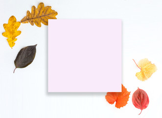 Fall Maple Leaves Border with White Background