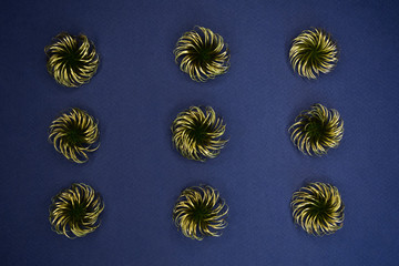 ornament of plants on a blue background
