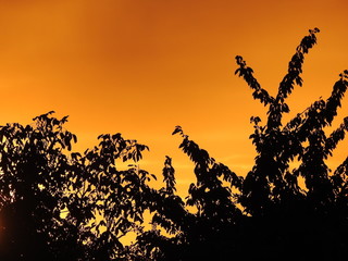 Zachód słońca nad drzewami - niesamowite kolory - pomarańcz, czerń i błękit, kontrasty, jak teatr cieni.