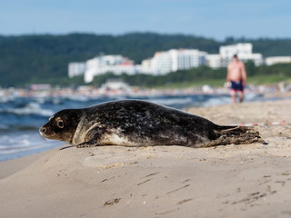 Foka szara; grey seal