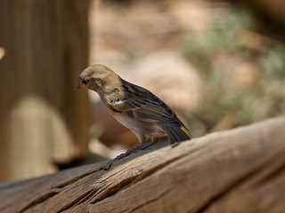 House sparrow, Passer domesticus, perched on a log next to a river, near the town of Casas del rio,...
