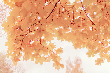 Soft yellowish-brown maple leaves in autumn season with blurred background. Creative autumn background of light brown leaves in the park. Seasonal concept. Autumn leaves background.