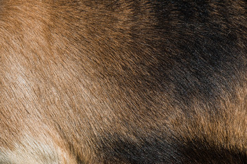 Goat brown fur background skin natural texture