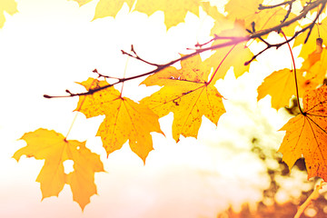 Obraz premium Yellow maple leaves in autumn season with blurred background. Colorful bright foliage in the autumn park. Autumn leaves background.