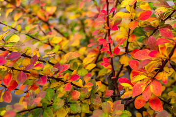 Orange red yellow green Berberis leaves background. Creative autumn background of barberry bush leaves. Seasonal concept. Red and yellow barberry leaves in autumn in Latvia.