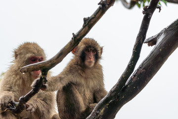 Japanese macaque in Arashiyama, Kyoto. A baby monkey is climbing a tree on a rainy day.